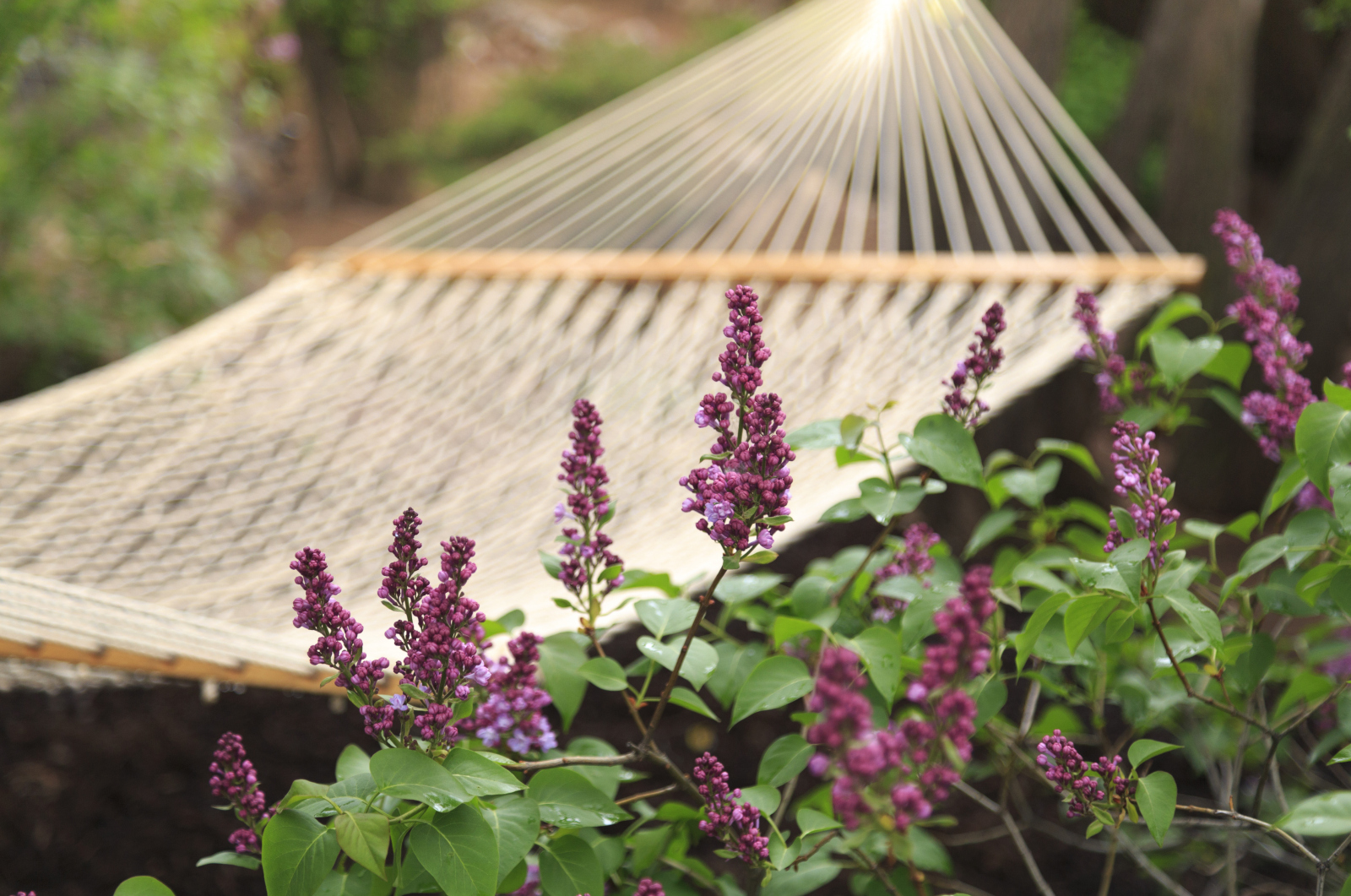 hammock