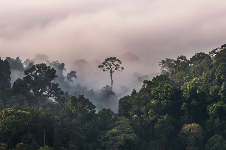 A forest with a misty background